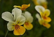 66 Viola biflora (Viola gialla)  
